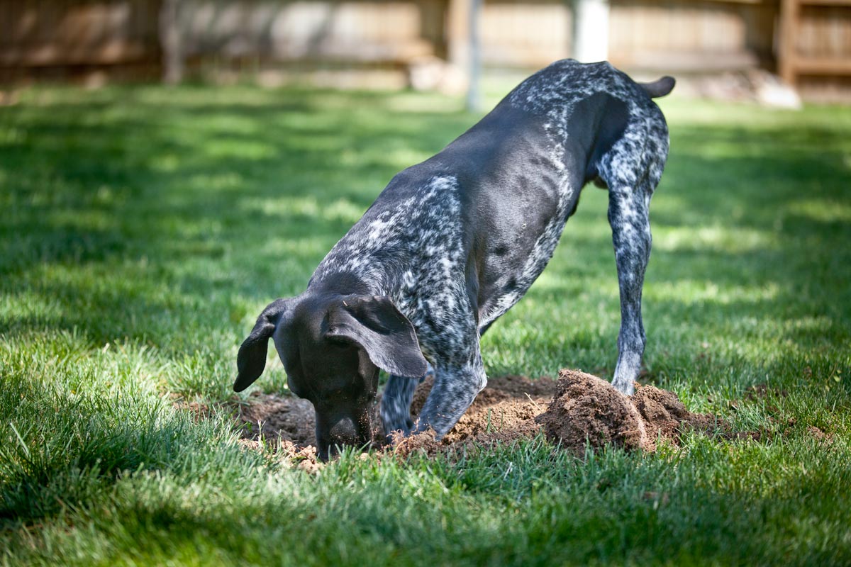 The Ultimate Guide to Dog-Friendly Landscaping