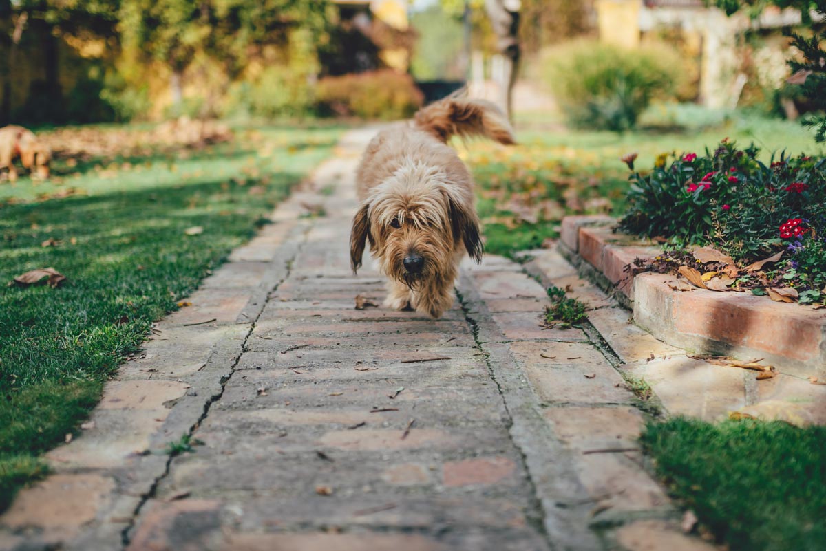 The Ultimate Guide to Dog-Friendly Landscaping